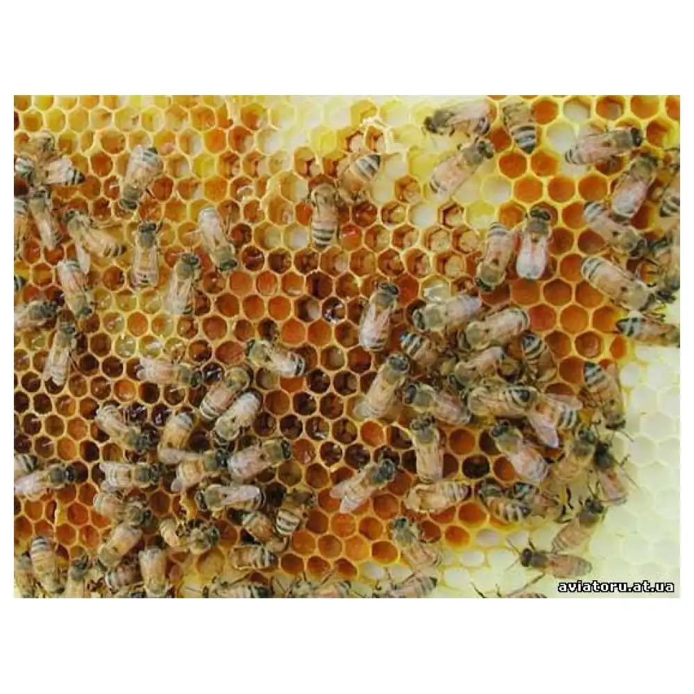 Упаковка перги от бренда 1704