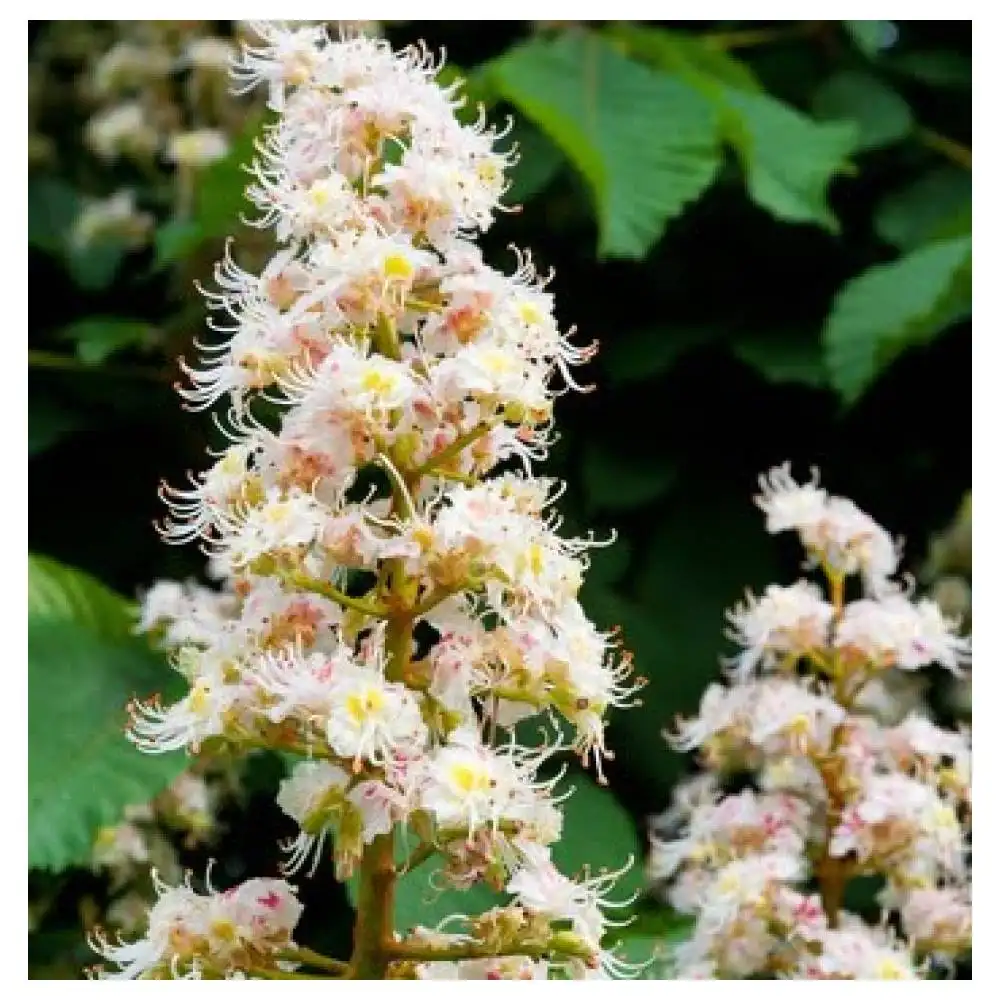 Перга в сотах - натуральный источник витаминов