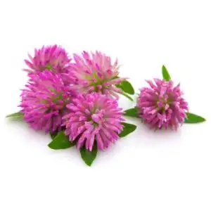 Семена медоносов